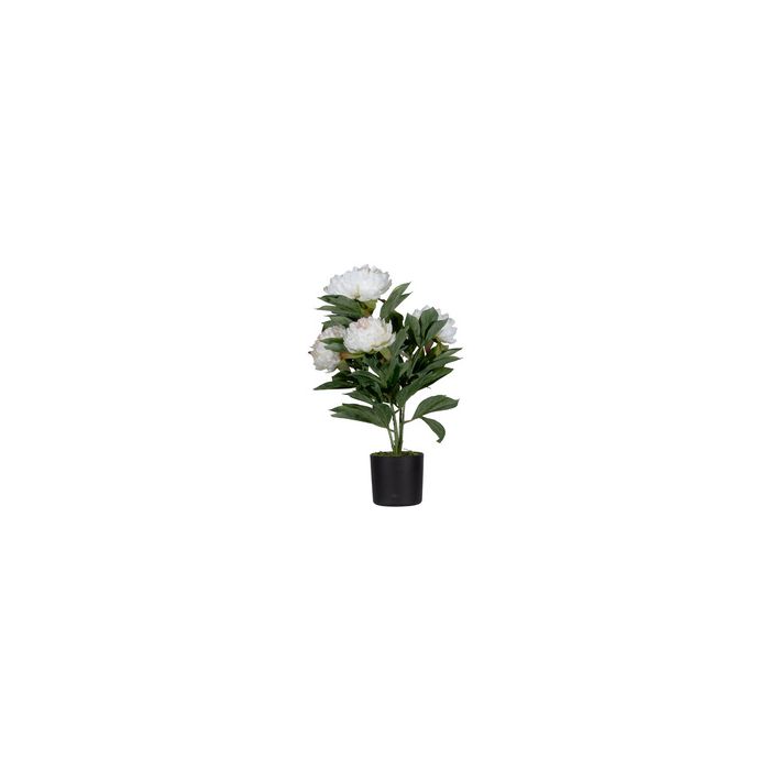 PAPERFLOW Plante artificielle "pivoine", (H)550 mm, blanc