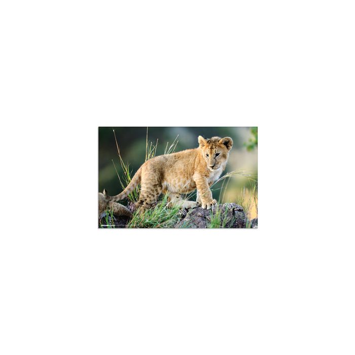 HERMA Sous-main "Animaux d'Afrique", (L)550 x (H)350 mm